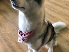 -Husky Go! 哈士奇体验馆·宠物咖啡厅狗咖