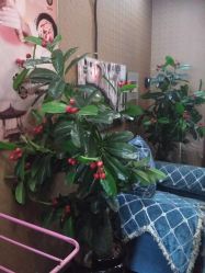 -归真美学颜究中心