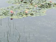 -白鹭湾湿地公园