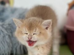 -糯米喵星人总部直营旗舰店·猫舍·幼猫出售