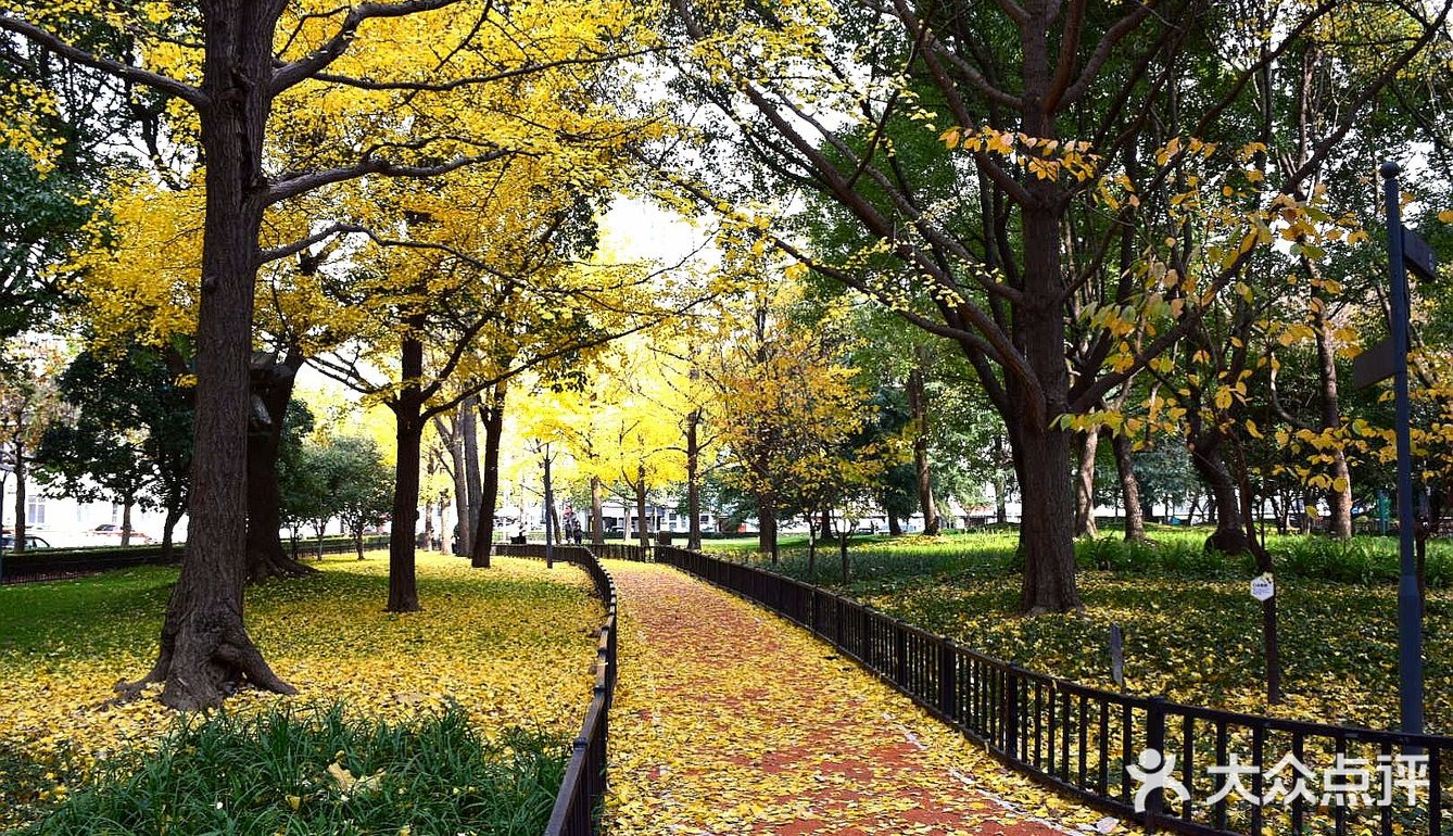 疯狂的金黄色，错过要等一年