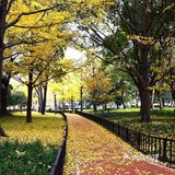 疯狂的金黄色，错过要等一年