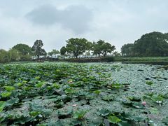 -无锡蠡湖国家湿地公园-蠡园