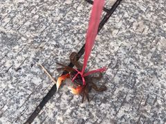 -黄埔古港