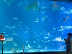 -烟台海昌鲸鲨海洋公园