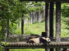 -中国大熊猫保护研究中心雅安碧峰峡基地