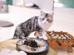 -飞行喵MR PILOT|猫舍·猫咖(静安大融城店)
