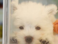 -翊宠yipet猫狗购宠庄园
