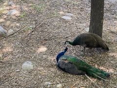 -北京麋鹿生态实验中心