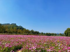 -径山花海