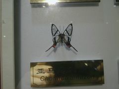 android_upload_pic-上海昆虫博物馆