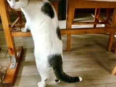 -海边的猫和咖啡馆