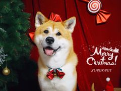 -超宠爱宠物摄影-Super pet