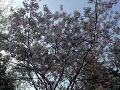 -武汉大学-樱园