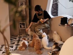 -More Fun猫咖 二十只万元加菲主题