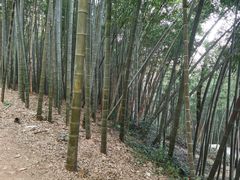 -西湖风景区十里琅珰-五云山