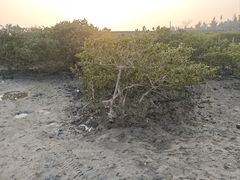 -北海金海湾红树林生态旅游区