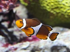 -暹罗海洋世界