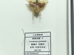 -烟台市博物馆