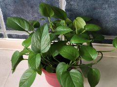 -胡家大厨(西三庄店)