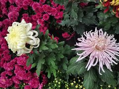 -上海共青森林公园