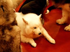 -和它·交个朋友·狗咖猫咖(爱琴海店)