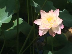 -莫愁湖公园