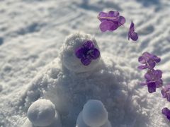 -绿野森林乐园冰雪季