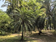 -中国科学院西双版纳热带植物园
