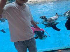 -帝企鹅自助餐厅•儿童岛•真企鹅(长隆企鹅酒店)