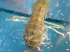 -蓝珊甄选海鲜自助·火锅大排档(近阿那亚店)