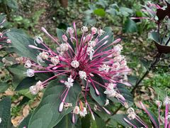 -海南热带野生动植物园