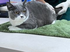 -宠颐生猫科·内科皮肤科(西平世纪城店)