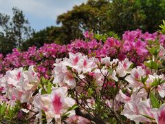 -梧桐山风景名胜区