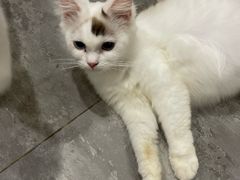 -楼上猫咖(罗湖店)
