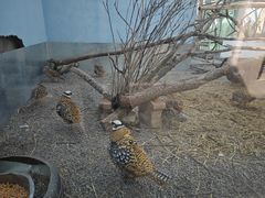 -青藏高原野生动物园