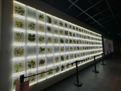 -广东中医药博物馆