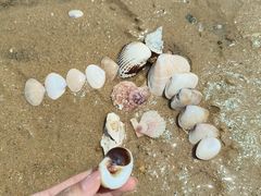 -日照海滨国家森林公园