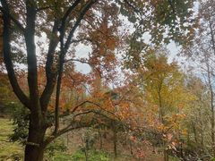 -广州市石门国家森林公园
