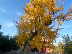 -苏州文庙(姑苏区)