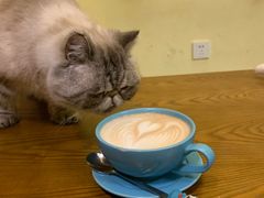 -猫色咖啡·猫咖