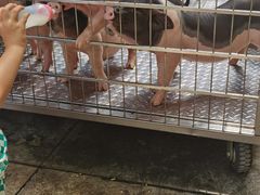 -深圳野生动物园
