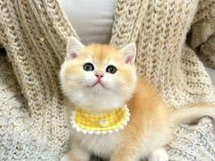 -欣宠猫屋·矮脚拿破仑·蓝金金渐层