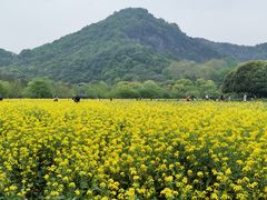 -八卦田遗址公园
