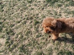 -趣玩宠物乐园寄养训犬训狗游泳池