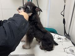 -悠尼宠物·独立低压伊珊娜洗护·美容·寄养(兰谷路店)