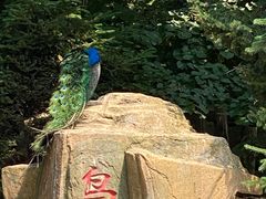 -哈尔滨北方森林动物园