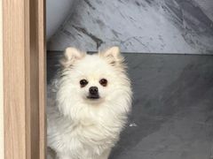 -帕帕拉兹宠物(亚洲旗舰店)