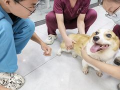 -中农大我爱我爱动物医院·核磁CT·猫病·24小时夜诊中心(石佛营店)