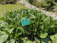 -广西壮族自治区药用植物园